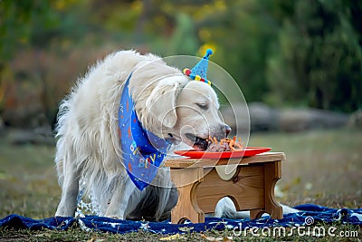 Holiday birthday dog â€‹â€‹Golden Retriever. Dog, holiday dog â€‹â€‹torus Stock Photo